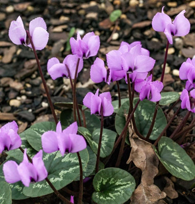 Cyclamen Coum 2 Bulbs - Winter Flowering