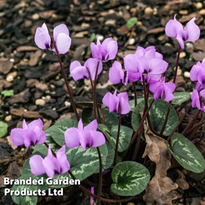 Cyclamen Coum 9cm Potted Plant x 1