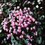 Cyclamen hederifolium 9cm Potted Plant x 3