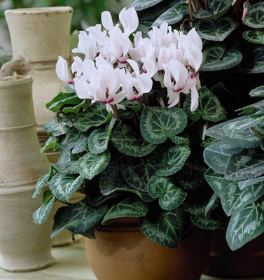 Cyclamen Metis Standard Collecton 10 Jumbo Plug Plants