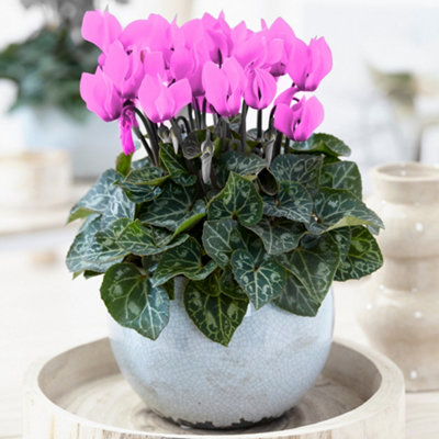 Cyclamen 'Pink' - Delicate Beauty for Indoor Spaces, Bright Blooms, Compact Size (12cm)