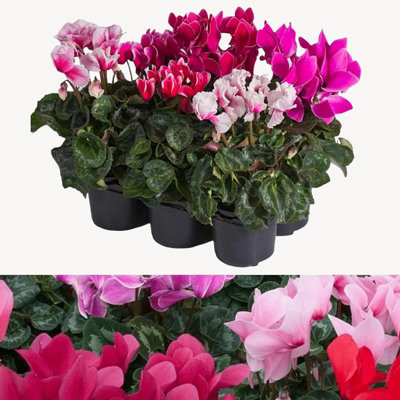 Cyclamen Plant Mix - 3 Flowering Plants in 9cm Pots for Garden Borders ...