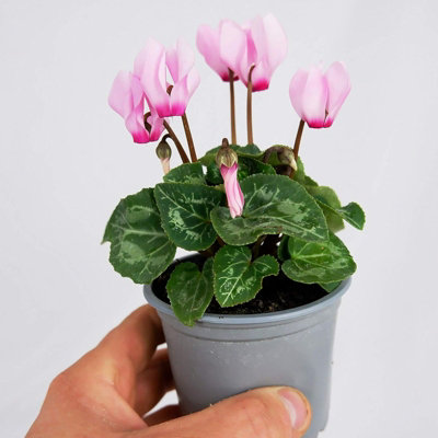 Cyclamen Plants 3 X 9cm Pots Mixed Colours For Autumn & Winter