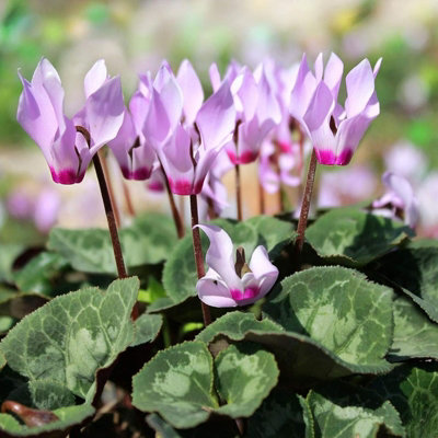 Cyclamen Plants 6 x 9cm Pots - Mixed Colours for Autumn & Winter Flowering