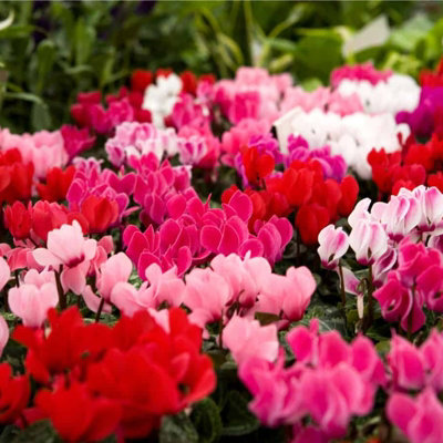 Cyclamen Plants 6 x 9cm Pots - Mixed Colours for Autumn & Winter Flowering - 5