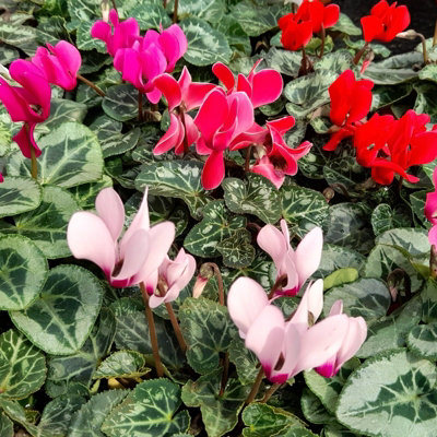 Cyclamen Plants 6 x 9cm Pots - Mixed Colours for Autumn & Winter Flowering - 6