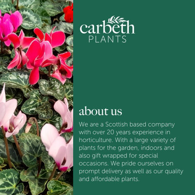 Cyclamen Plants 6 x 9cm Pots - Mixed Colours for Autumn & Winter Flowering - 9
