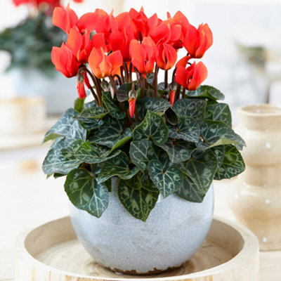 Cyclamen 'Red' - Vibrant Red Flowers to Brighten Winter Days, Compact Indoor Plant, Easy Care (12cm)