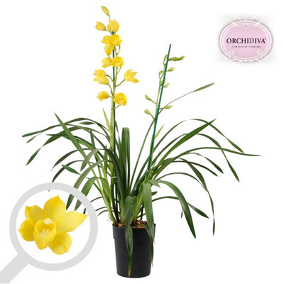 Cymbidium Geel 2 Stem, 14cm Pot Size, 85cm Tall, Orchid