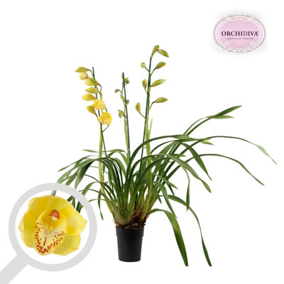 Cymbidium Geel 3 Stem, 14cm Pot Size, 85cm Tall, Orchid