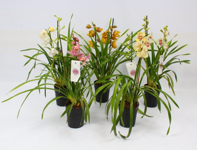 Cymbidium Mixed Piccobello 2, 14cm Pot Size, 60cm Tall, Orchid