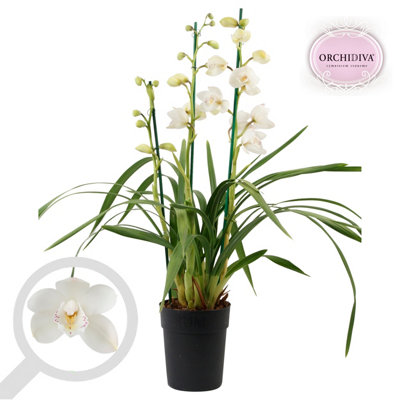 Cymbidium Summer Frost 3-4 Stem, 14cm Pot Size, 75cm Tall, Orchid