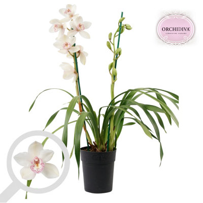 Cymbidium Wit 2 Stem, 14cm Pot Size, 85cm Tall, Boat orchid