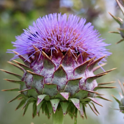 Cynara cardunculus Cardoon 3 Plug Plants Perennial
