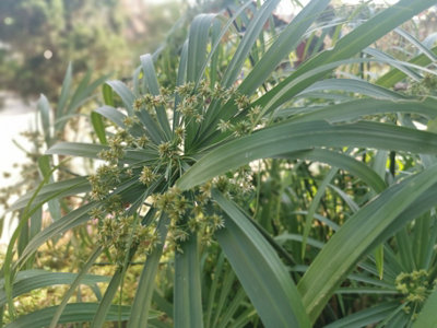 Cyperus alternifolius 'Involucratus' - 3x 7cm Plugs - Marginal Aquatic ...
