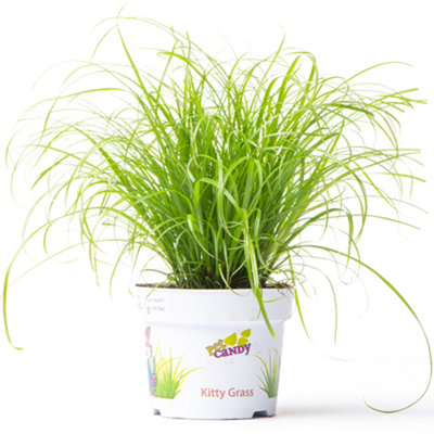 Cyperus alternifolius Zumula - Graceful Umbrella Plant (20-30cm Height Including Pot)