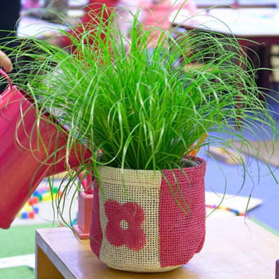 Cyperus alternifolius Zumula - Graceful Umbrella Plant (20-30cm Height Including Pot)