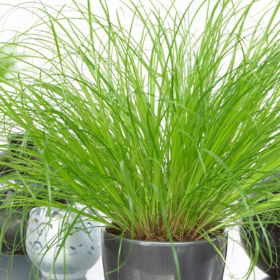 Cyperus alternifolius Zumula - Graceful Umbrella Plant (20-30cm Height Including Pot)