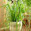Cyperus alternifolius Zumula - Graceful Umbrella Plant (20-30cm Height Including Pot)