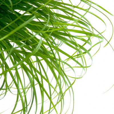 Cyperus alternifolius Zumula - Graceful Umbrella Plant (20-30cm Height Including Pot)