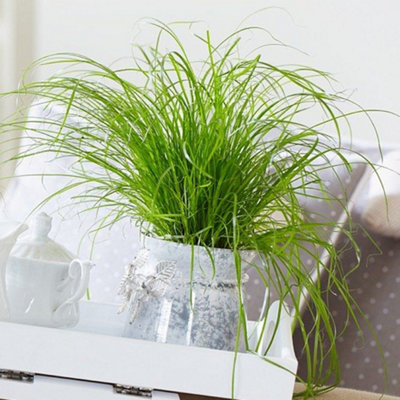 Cyperus alternifolius Zumula - Graceful Umbrella Plant (20-30cm Height Including Pot) - 3