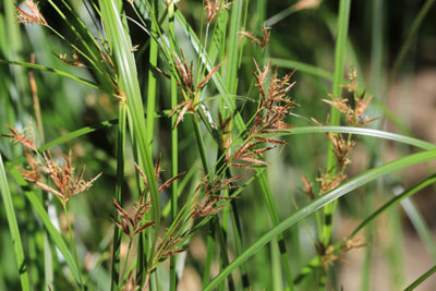 Cyperus longus - 7cm Plug - Marginal Aquatic Pond Plant