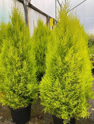 Cypress Goldcrest Conifer Tree Evergreen Plant 2.5-3ft Extra Large Supplied in a 7.5 Litre Pot