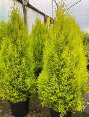 Cypress Goldcrest Conifer Tree Evergreen Plant 2.5-3ft Extra Large ...