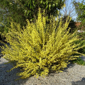 Cytisus Allgold Garden Plant - Golden-Yellow Blooms, Compact Size (15-30cm Height Including Pot)