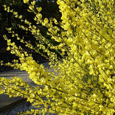 Cytisus Allgold Garden Plant - Golden-Yellow Blooms, Compact Size (15-30cm Height Including Pot)