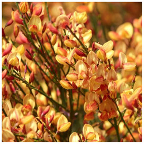 Cytisus 'Apricot Gem' Broom Plant In 9cm Pot, Stunning Fragrant Apricot Flowers 3FATPIGS