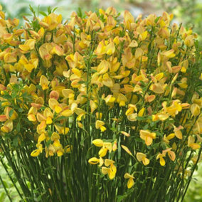 Cytisus Apricot Gem Garden Shrub - Stunning Yellow Flowers, Compact Size, Attracts Pollinators (10-30cm Height Including Pot)