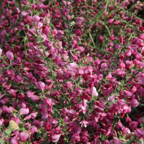 Cytisus Boskoop Ruby 3.6 Litre Potted Plant x 1