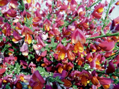 Cytisus Boskoop Ruby Shrub Plant 3-4ft Supplied in a 3 Litre Pot | DIY ...