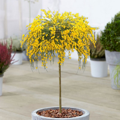 Cytisus Golden Tears - Patio Tree, Stunning Yellow Flowers, Weeping Broom Tree, Large Height (70-80cm Height Including Pot)