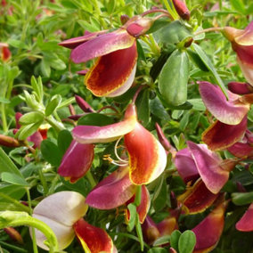 Cytisus Goldfinch Plant - Compact Size, Colourful Blooms, Well-Drained Soil (20-30cm Height Including Pot)