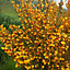 Cytisus Jessica, Scotch Garden Broom Plant for UK Gardens (15-25cm Height Including Pot)