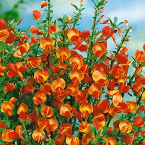 Cytisus Lena Garden Shrub - Vibrant Yellow Blooms, Green Foliage, Compact Size, Hardy (15-30cm Height Including Pot)