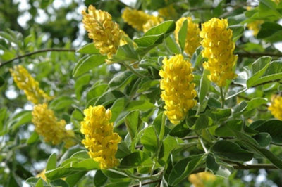 Cytisus Pineapple Broom Tree Fragrant 5-6ft Supplied in a 7.5 Litre Pot