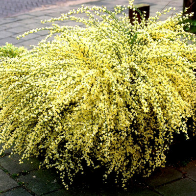 Cytisus Praecox Garden Shrub - Fragrant Yellow Blooms, Green Foliage, Compact Size, Hardy (15-30cm Height Including Pot)