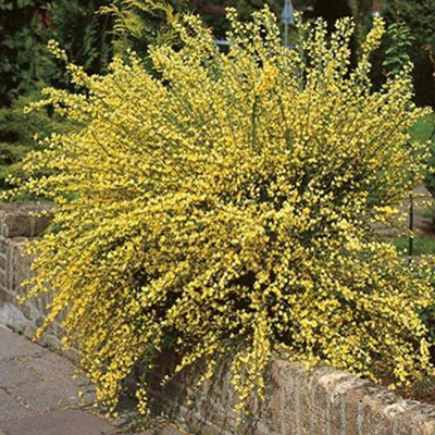 Cytisus Praecox Garden Shrub - Fragrant Yellow Blooms, Green Foliage, Compact Size, Hardy (15-30cm Height Including Pot)