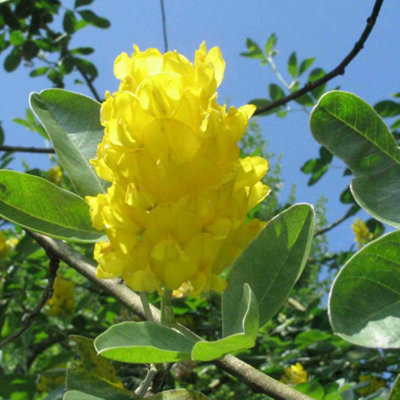 Cytisus Yellow Tail Tree - Bright Yellow Flowers, Pineapple Scented ...
