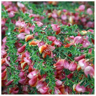 Cytisus 'Zeelandia' Broom Plant In 2L Pot, Stunning Fragrant Pink and Cream  Flowers 3FATPIGS
