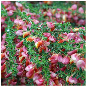 Cytisus 'Zeelandia' Broom Plant In 2L Pot, Stunning Fragrant Pink and Cream Flowers 3FATPIGS