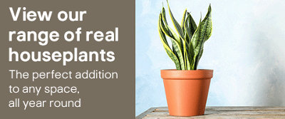 Shop real houseplants