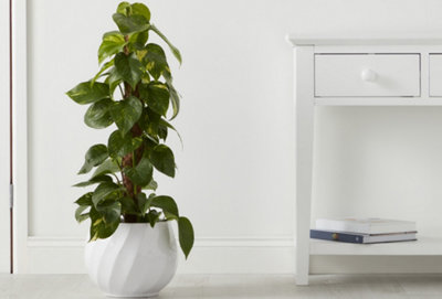 A small house plant sat on the floor in a white pot.