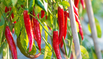 How to grow chilli peppers from seeds at B&Q