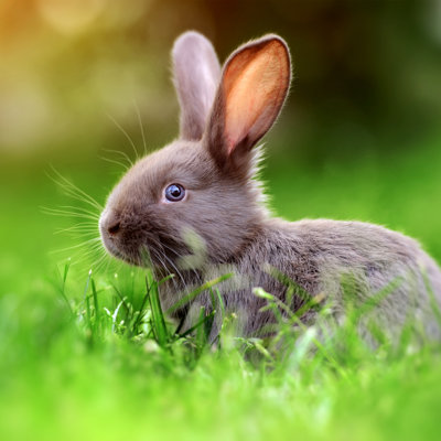 Shop small animal products.