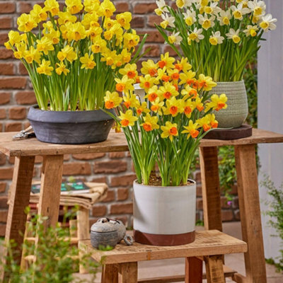 Daffodil Maria Geertruida Sweetly Scented Yellow-Orange Wavy Trumpets ...
