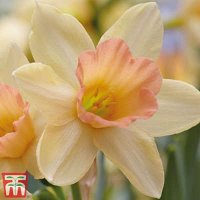 Daffodil (Narcissus) Blushing Lady 10 Bulbs